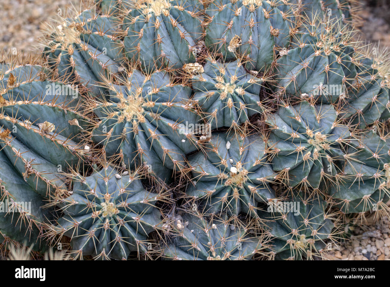Glaucous barrel Kaktus, Blågrön djävulstunga (Ferocactus glaucescens) Stockfoto