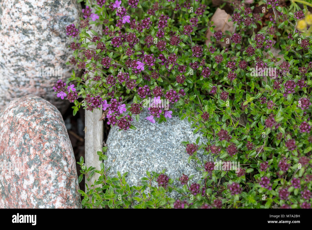 Schleichende Thymian (Thymus serpyllum) Backtimjan Stockfoto