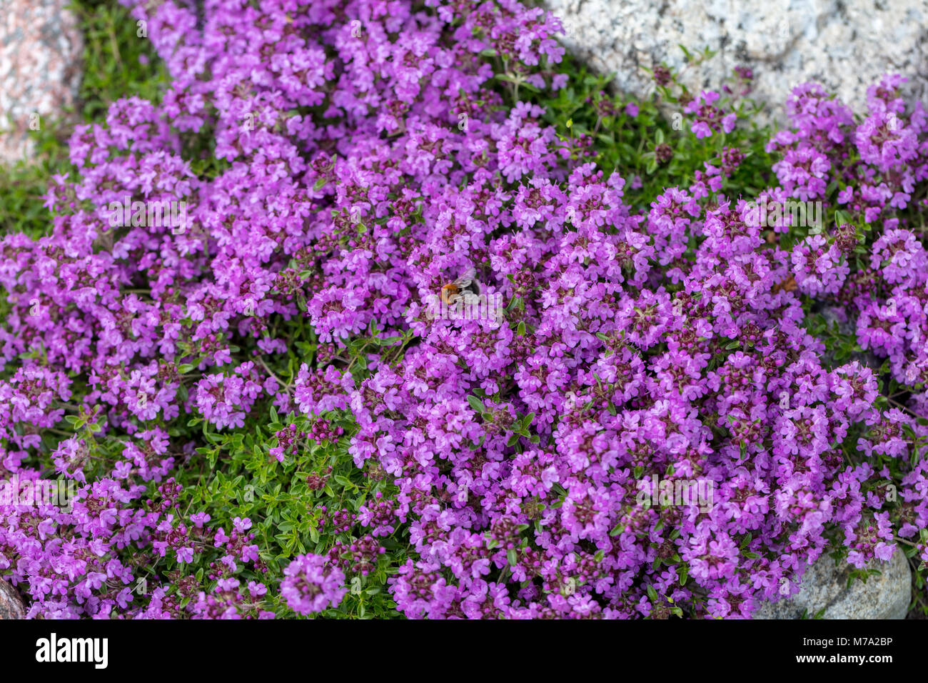 Schleichende Thymian (Thymus serpyllum) Backtimjan Stockfoto