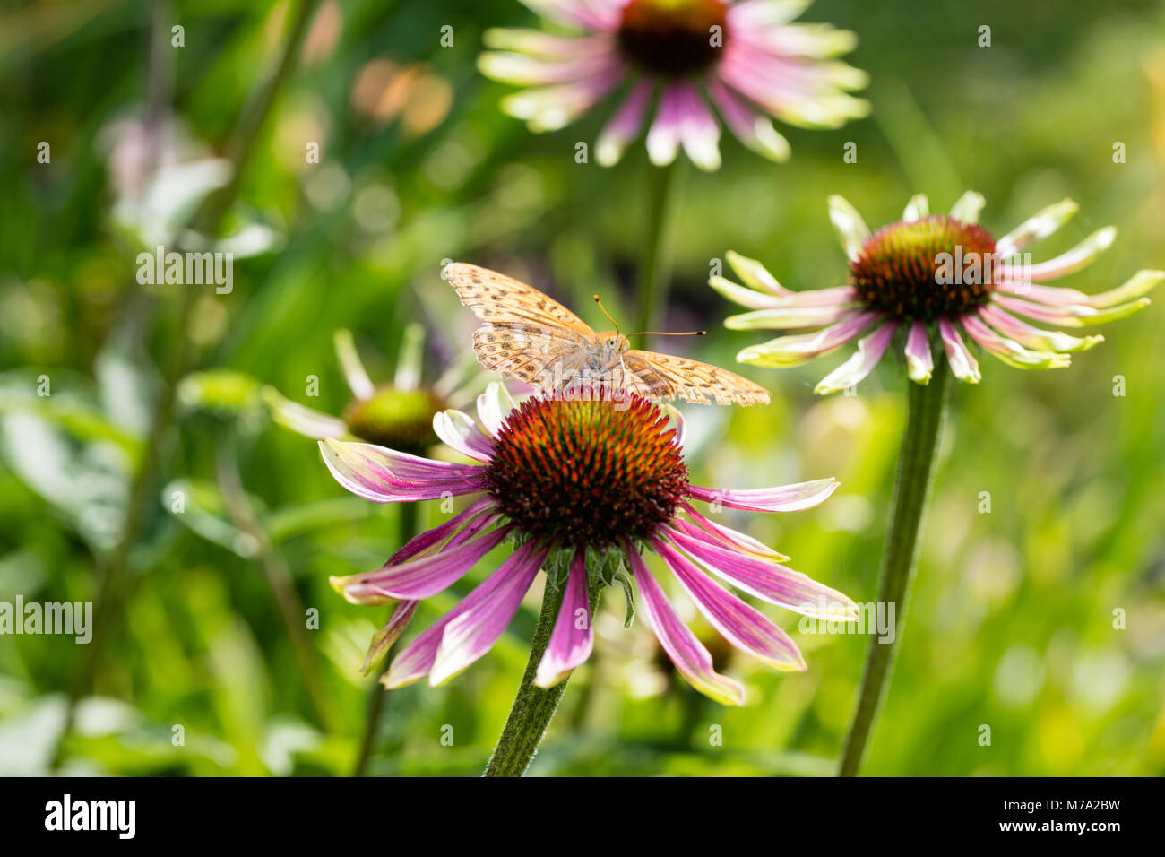 'Green Envy' Sonnenhut rudbeckia, Röd (Echinacea purpurea) Stockfoto