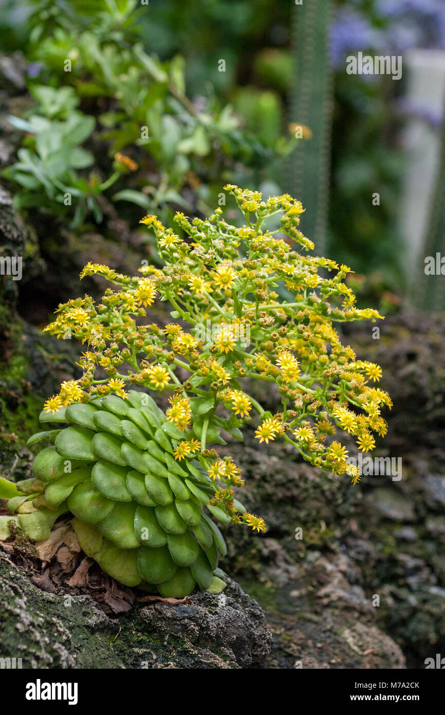 Baum Hauswurz, Disc Hauswurz (Aeonium glandulosum) Stockfoto