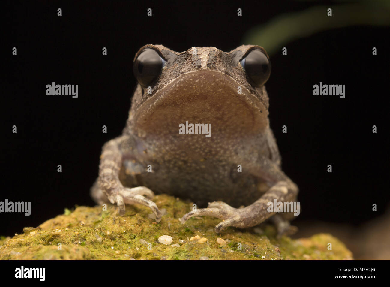 Cute Black Eyed Wurf Frosch Stockfoto