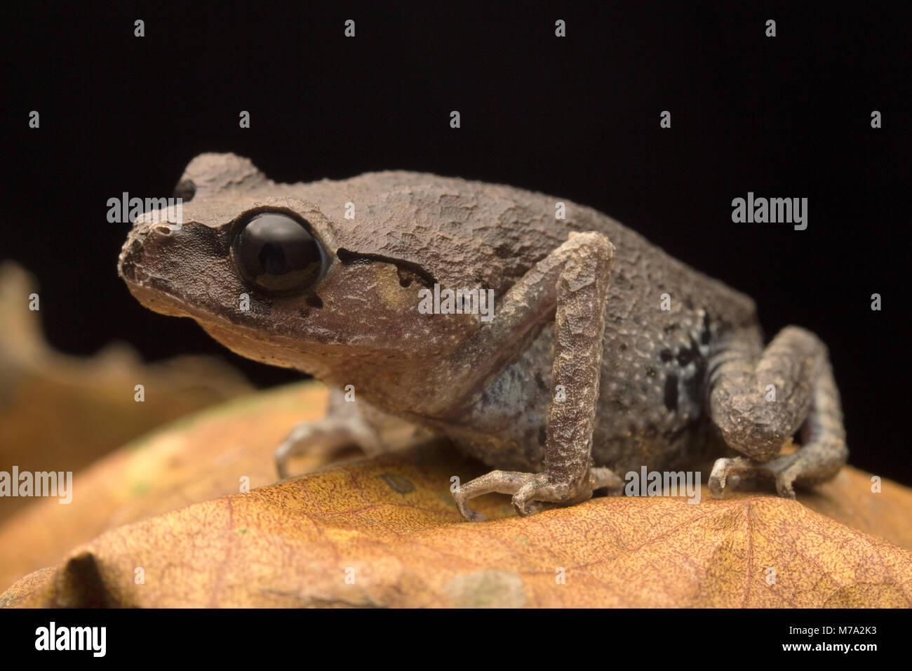 Cute Black Eyed Wurf Frosch Stockfoto