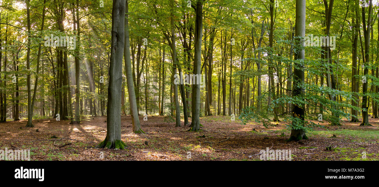 Sun lichtdurchfluteten Laubwald im Spätsommer Stockfoto