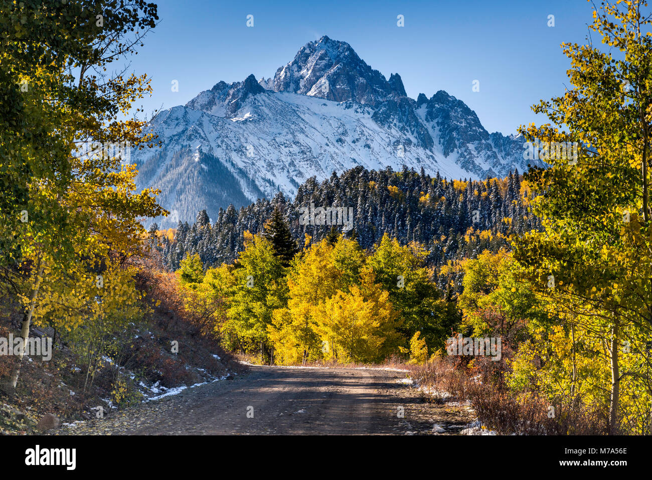 Mount Sneffels unter Schnee, Aspen Grove im späten Herbst, Ansicht von Dallas Creek Road, San Juan Berge, Rocky Mountains, Colorado, USA Stockfoto