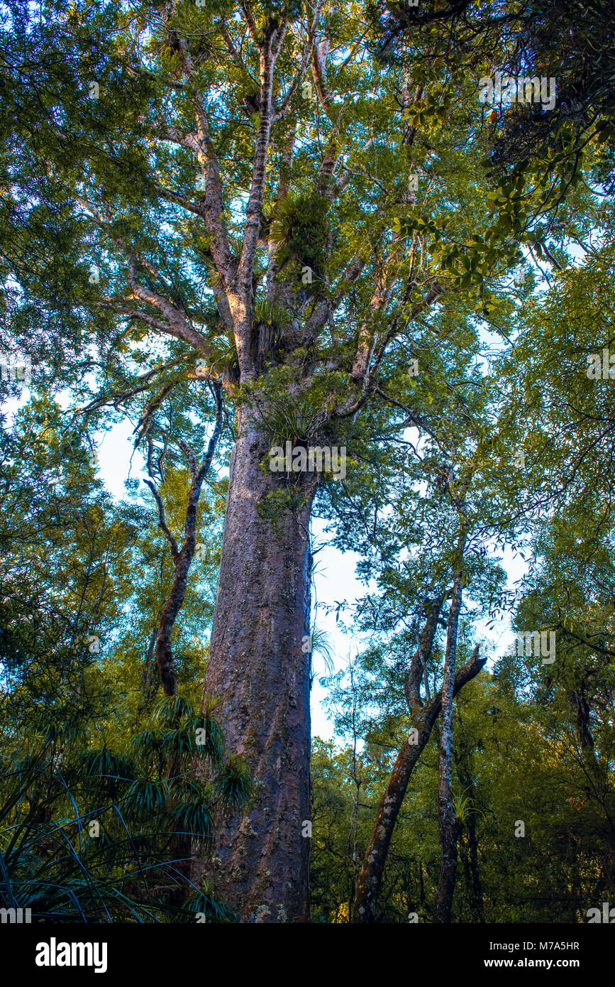 Kauri Bäume auf dem Waihoanga Schlucht Kauri Walk, puketi Wald, in der Nähe von Kerikeri, North Island, Neuseeland Stockfoto