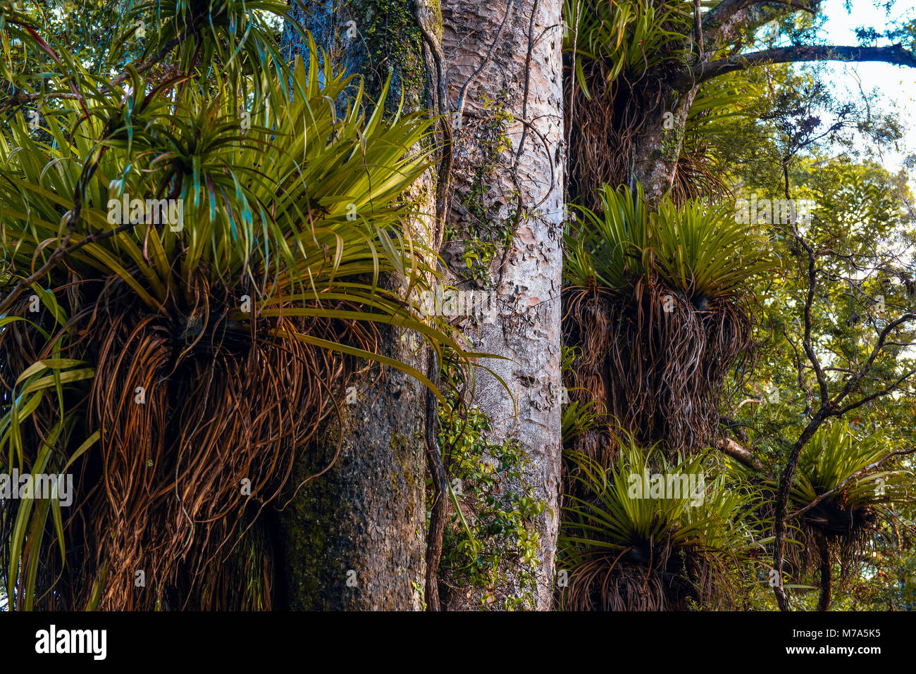 Kauri Bäume auf dem Waihoanga Schlucht Kauri Walk, puketi Wald, in der Nähe von Kerikeri, North Island, Neuseeland Stockfoto