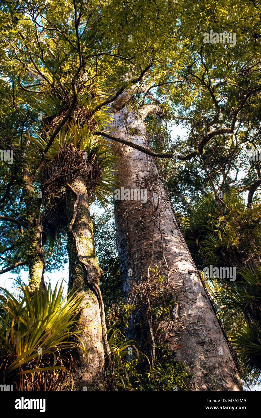 Kauri Bäume auf dem Waihoanga Schlucht Kauri Walk, puketi Wald, in der Nähe von Kerikeri, North Island, Neuseeland Stockfoto