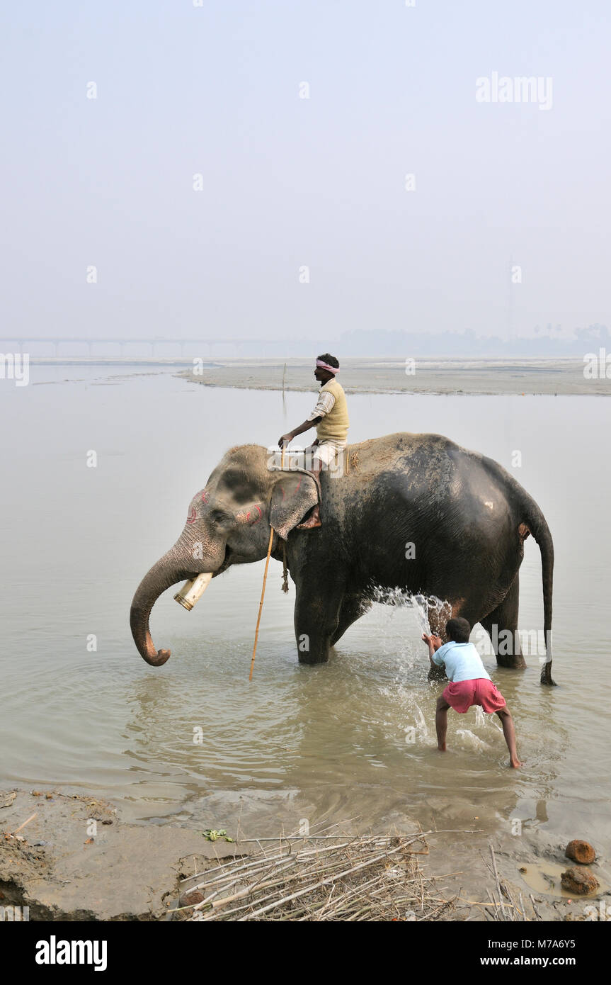 Die Badewanne der Elefanten mit dem Mahout bei Sonepur Mela, Bihar, Indien Stockfoto