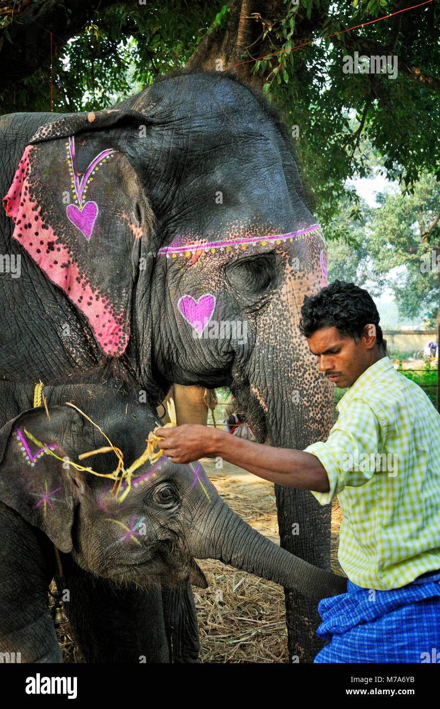 Künstler Malerei ein Elefant. Sonepur Mela, Indien Stockfoto