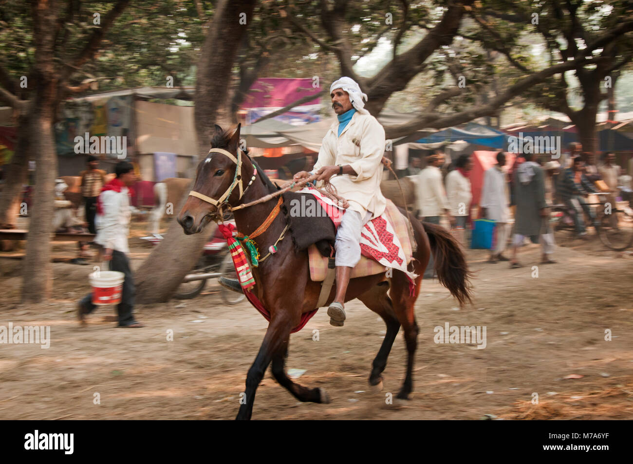 Rennpferde an Sonepur Mela. Indien Stockfoto
