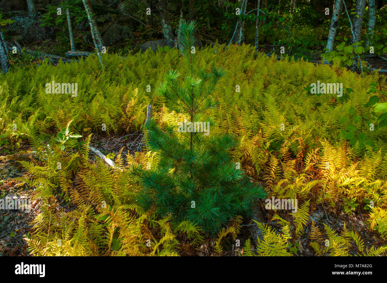 White Pine, Pinus Strobus und Hay-Scented Farne, Dennstaedtia Punctilobula, entlang der Tarn Trail, Acadia National Park, Maine Stockfoto