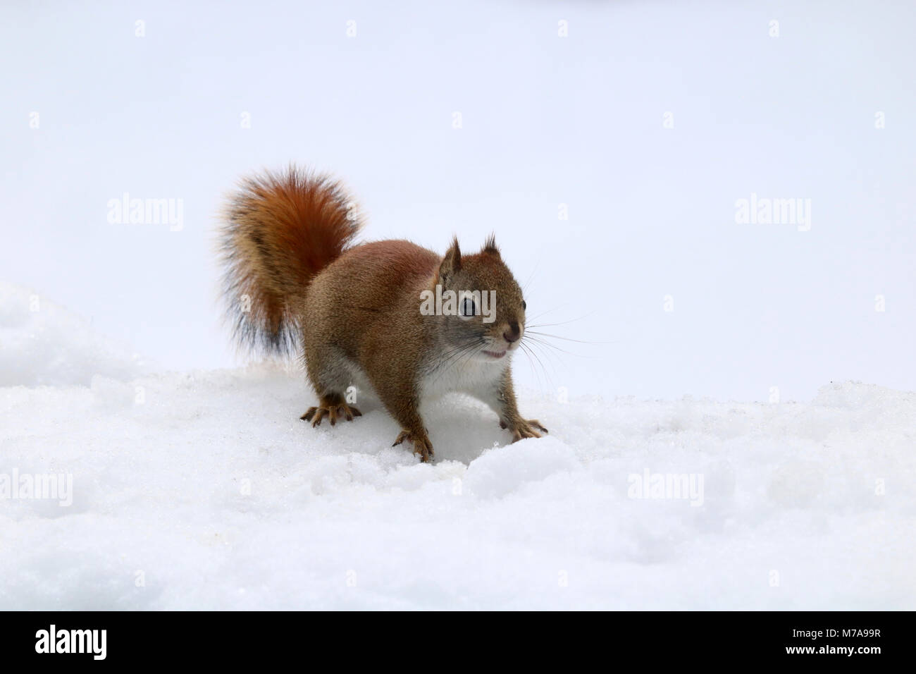 Ein wenig Amerikanische Rote Eichhörnchen (Tamiasciurus hudsonicus) auf der Suche nach Nahrung an einem verschneiten Tag. Stockfoto