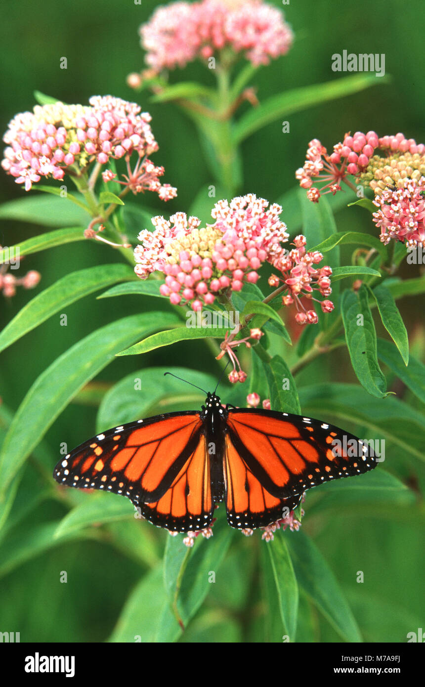03536-00703 Monarch (danaus Plexippus) auf Sumpf Seidenpflanze (Asclepias incarnata) Marion Co., IL Stockfoto