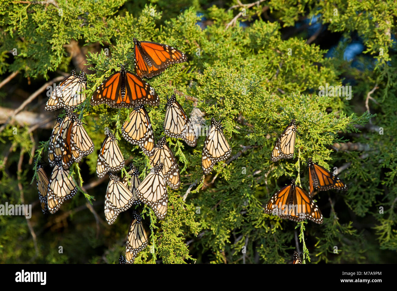 03536-05207 Monarchfalter (danaus Plexippus) Rastplätze in Eastern Red Cedar Tree (Juniperus virginiana), Prairie Ridge State Natural Area, Mario Stockfoto