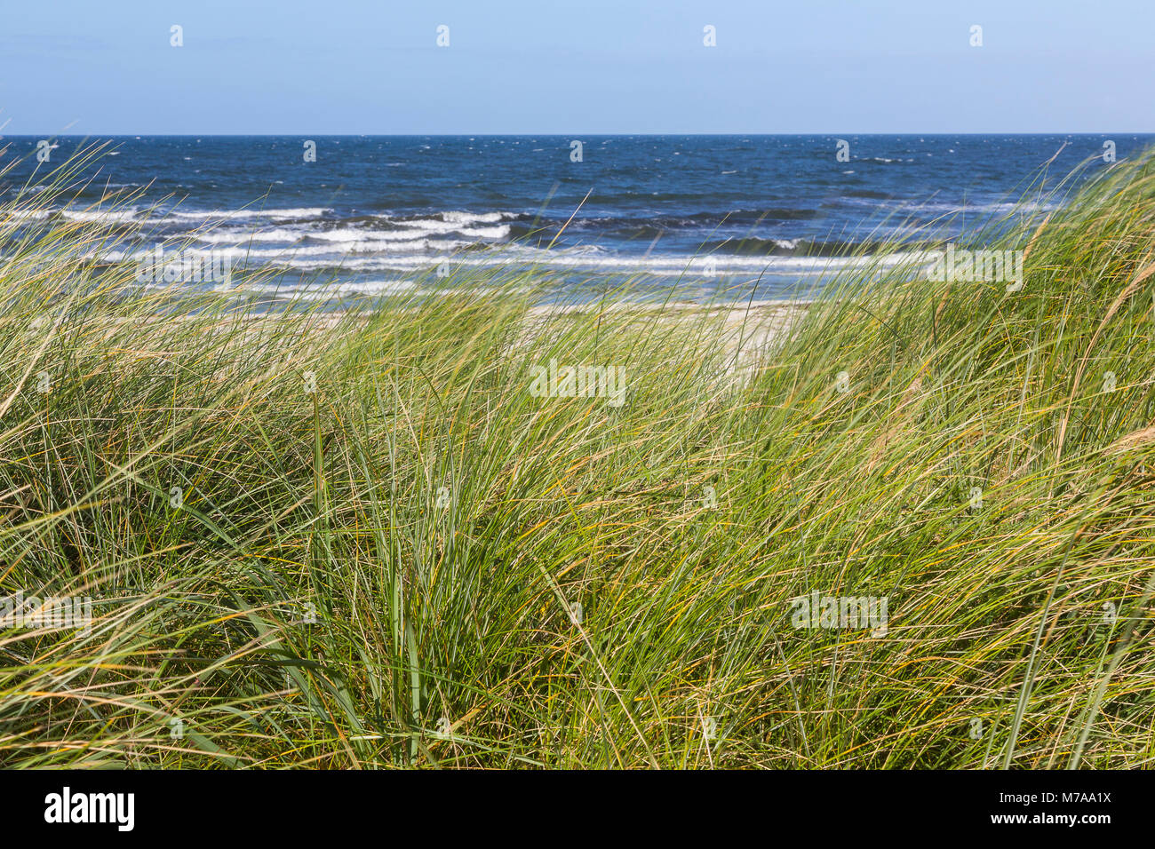 Marram Gras vor dem Meer, Ostsee, Insel Hiddensee, Mecklenburg-Vorpommern, Deutschland Stockfoto