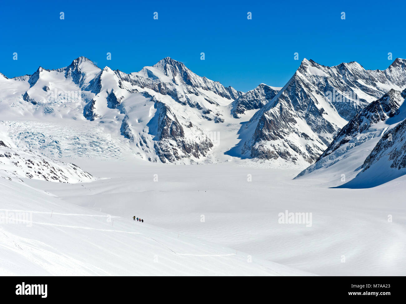 Blick von der Lötschenlücke über die schneebedeckten Großer Aletschfirn in Richtung Konkordiaplatz und die Berner Alpen. Stockfoto