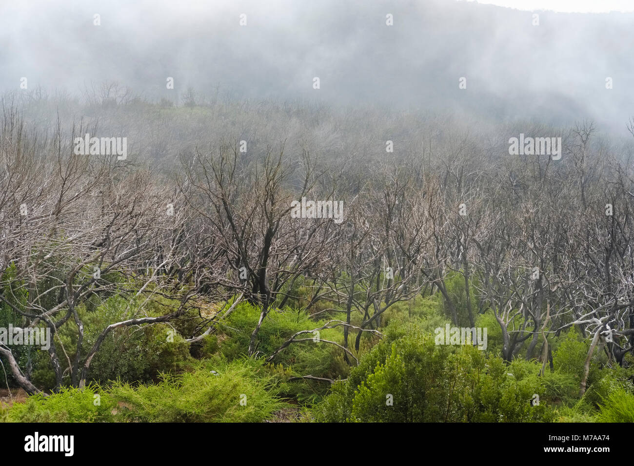 Nachwachsende Cloud Forest, 5 Jahre nach Waldbrand, Nationalpark Garajonay, Valle Gran Rey, La Gomera, Kanarische Inseln, Spanien Stockfoto