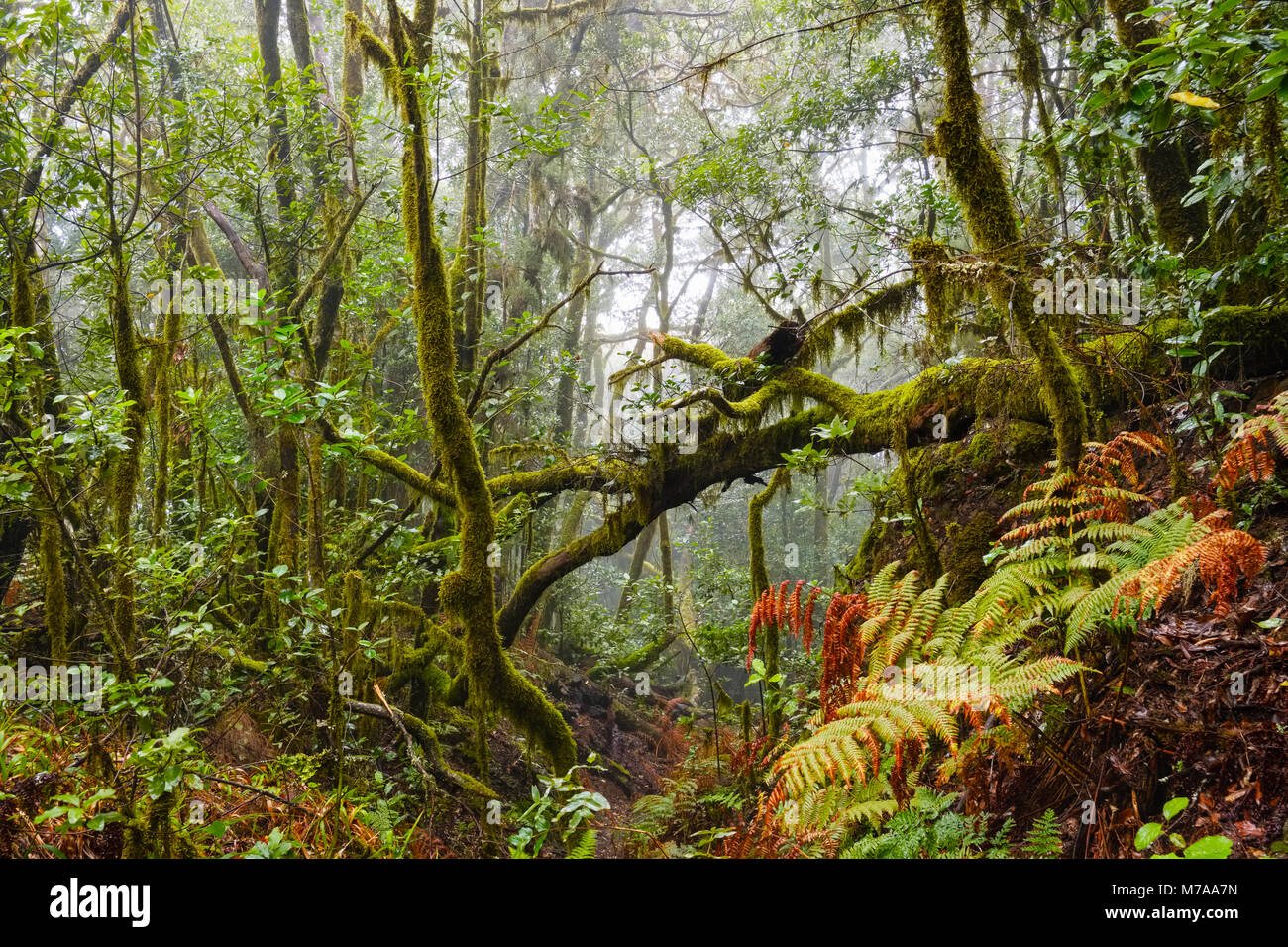 Nebelwald, Nationalpark Garajonay, La Gomera, Kanarische Inseln, Spanien Stockfoto