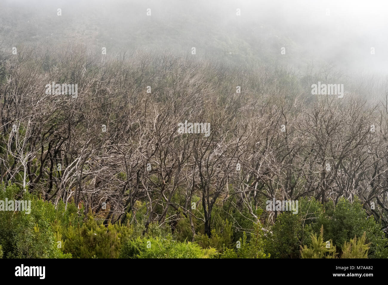Nachwachsende Cloud Forest, 5 Jahre nach Waldbrand, Nationalpark Garajonay, Valle Gran Rey, La Gomera, Kanarische Inseln, Spanien Stockfoto