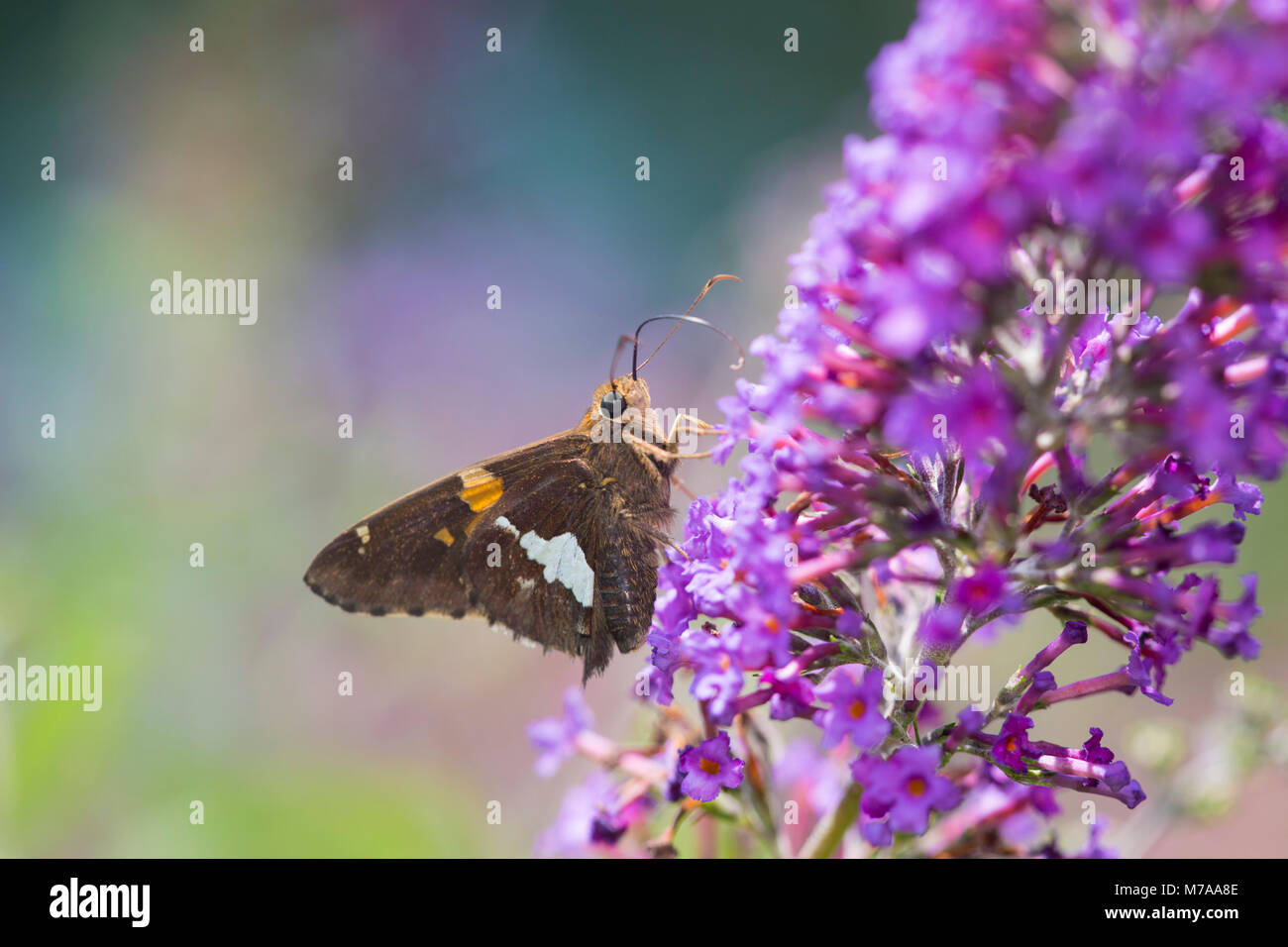03551-00913 Silver-spotted Skipper Schmetterling (Epargyreus clarus) auf Butterfly Bush (sommerflieder davidii), Marion Co., IL Stockfoto