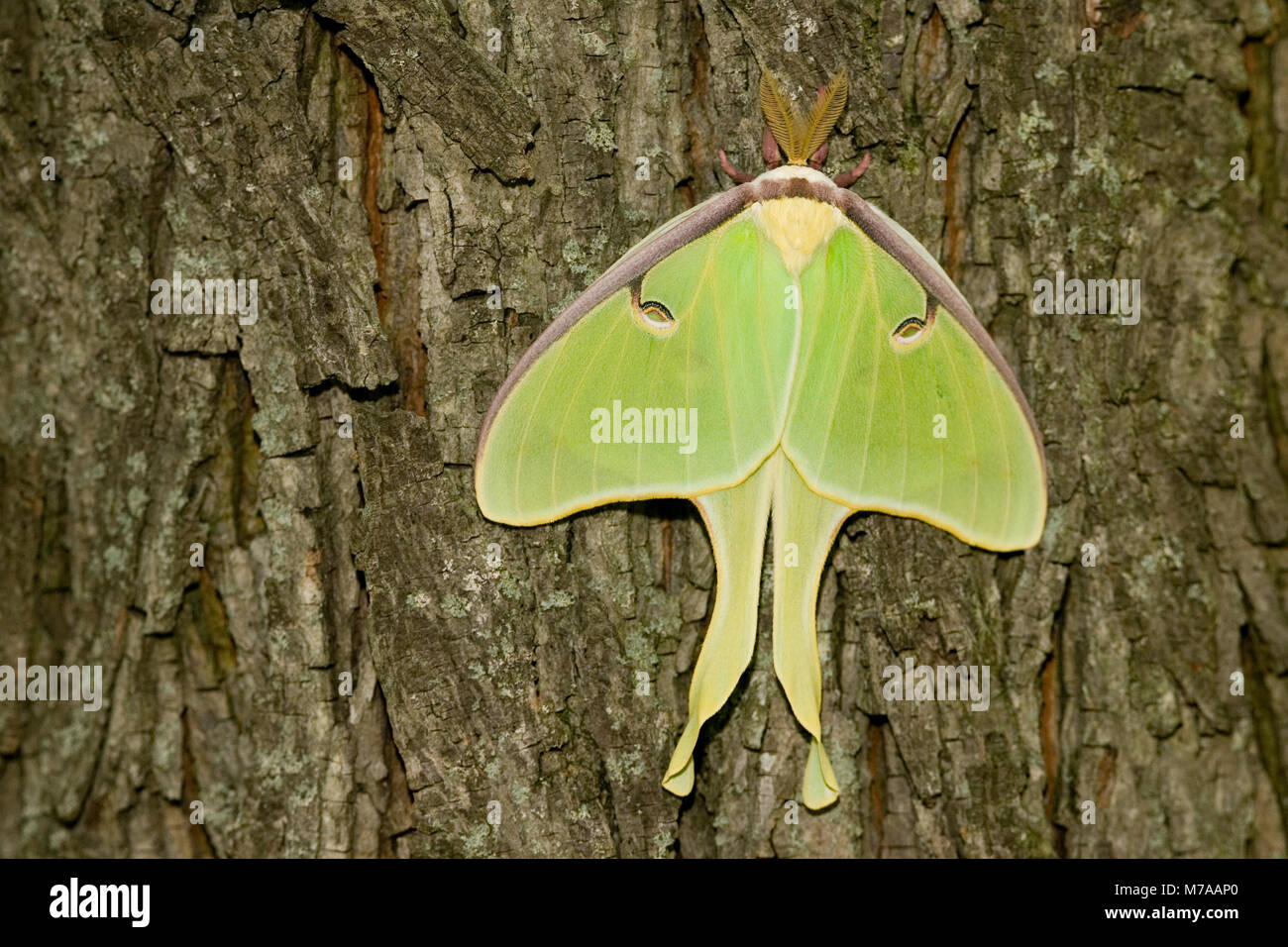 04000-002.10 Luna Moth (Actias Luna) Marion Co.IL Stockfoto