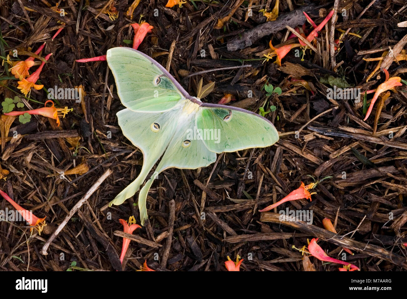 04000-002.20 Luna Moth (Actias Luna) auf Mulch in Garten, Marion Co.IL Stockfoto