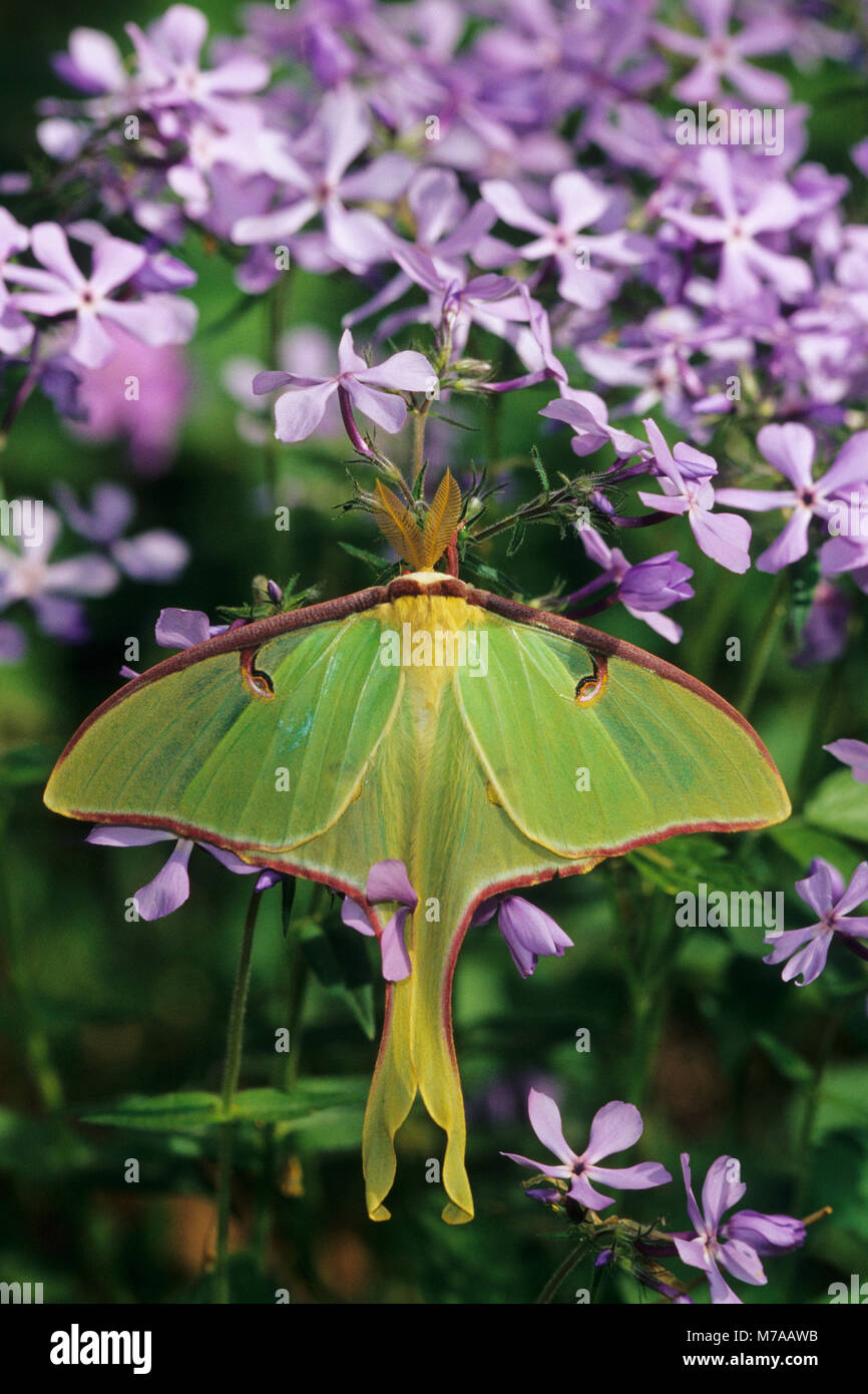 04000-00320 Luna Moth (Actias Luna) auf blauer Phlox (Phlox maculata) Marion Co.IL Stockfoto
