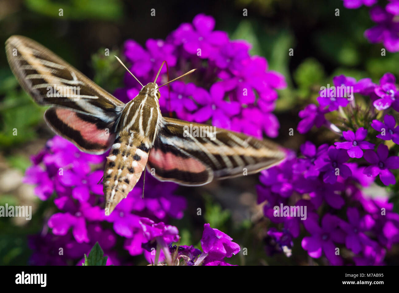 04011-00207 Weiß gesäumten Sphinx Moth (hyles Lineata) auf Homestead Purple Eisenkraut (Verbena canadensis 'Homestead Purple'), Marion Co.IL Stockfoto