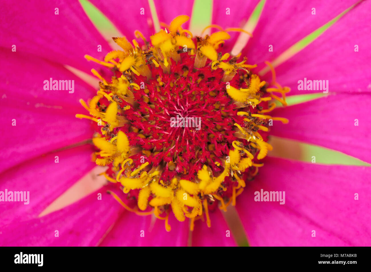 Eine Nahaufnahme eines Zinnia elegans, bekannt als Jugend- und Alters-, gemeinsame Zinnia zinnia oder elegant. Stockfoto