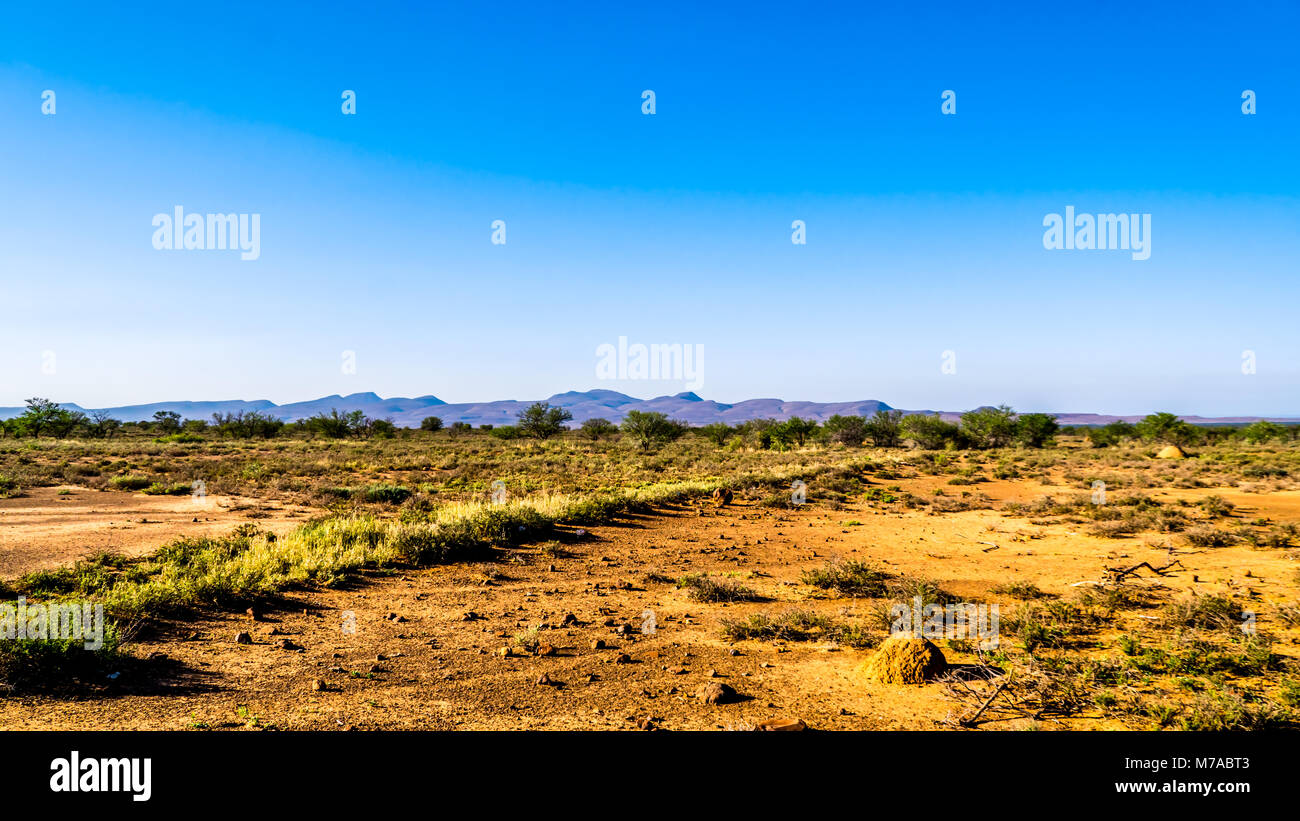 Endlose Weiten, offenen Landschaft der Halbwüste Karoo Region im freien Staat und Provinzen Eastern Cape in Südafrika unter blauem Himmel Stockfoto