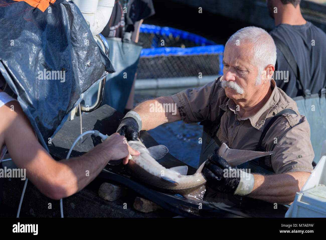 Vet examinating Stör in der Fischzucht Stockfoto