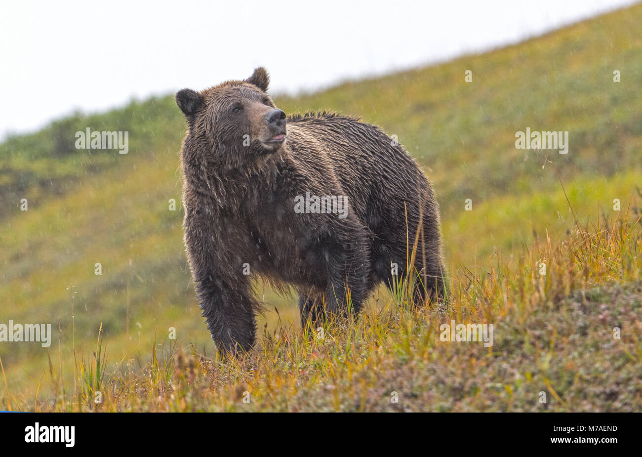Grizzly Bär in der Luft im Regen in der Tundra von Denali Nationalpark in Alaska Stockfoto