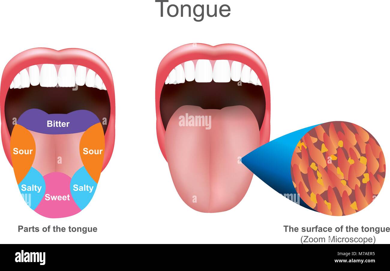 Die Zunge dient auch als natürliches Mittel der Reinigung der Zähne. Es ist wichtig, das Verdauungssystem und das ist das wichtigste Organ des Geschmacks in den g Stock Vektor