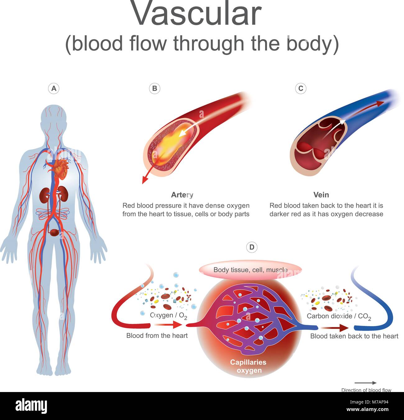 Rotes Blut Druck es dichten Sauerstoff aus dem Herzen zu Gewebe, Zellen oder Körperteile haben. Rotes Blut zurück zum Herzen es ist dunkler Rot als Er hat Ochsen genommen Stock Vektor