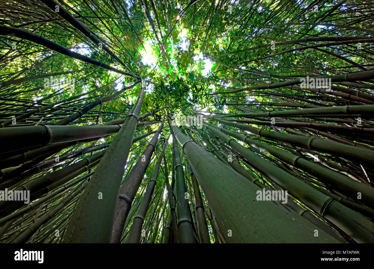 Blick nach oben in Richtung Baumkronen in einem Bambuswald Auf dem Weg nach Hana, Maui, Hawaii. Stockfoto