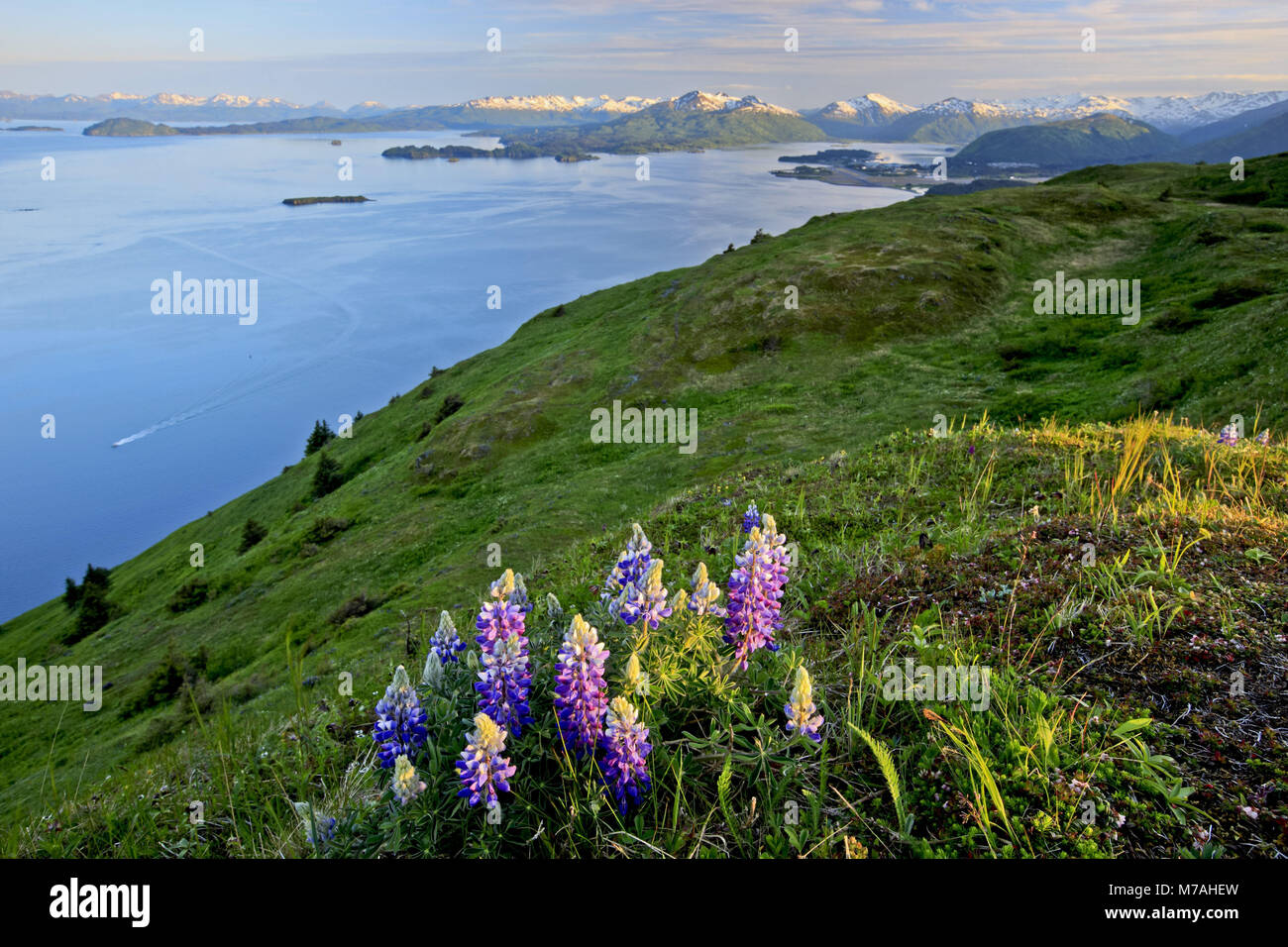 Nordamerika, USA, Alaska, Kodiac Insel, chiniak Bay, Lupinen, Campanula, Coastal Mountains, Fjord, Stockfoto