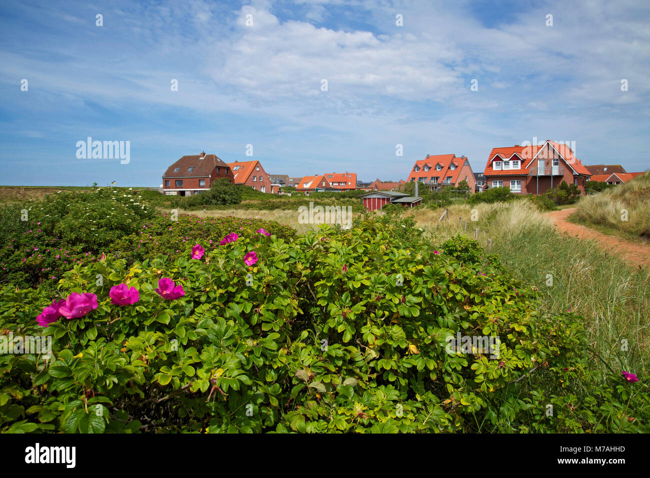 Japanische Rosen im Dorf der ostfriesischen Insel Baltrum. Stockfoto