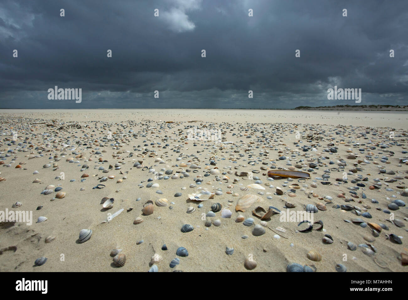 Dunkle Wolken über der Sandbank übersät mit Muscheln am Osterhook im Osten der ostfriesischen Insel Baltrum. Stockfoto