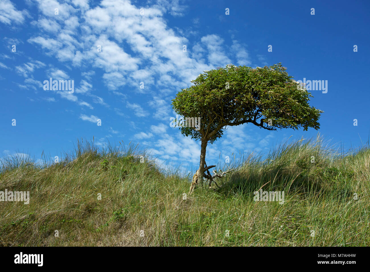 Elder Bush als Wind Baum in der dünenheide der ostfriesischen Insel Baltrum. Stockfoto