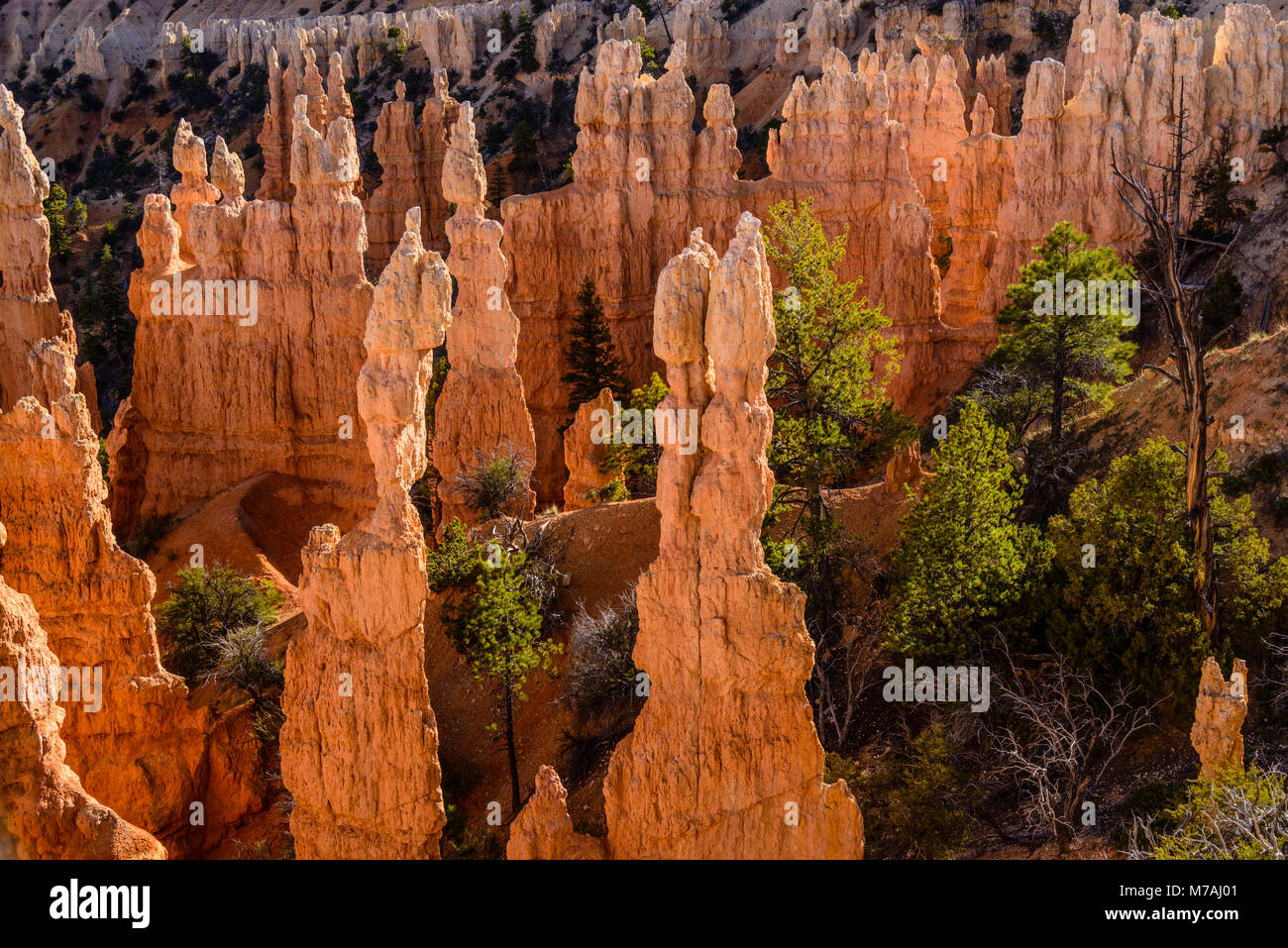 Die USA, Utah, Garfield County, Bryce Canyon National Park, Blick von der Fairyland Rundweg in der Nähe Fairyland Point Stockfoto