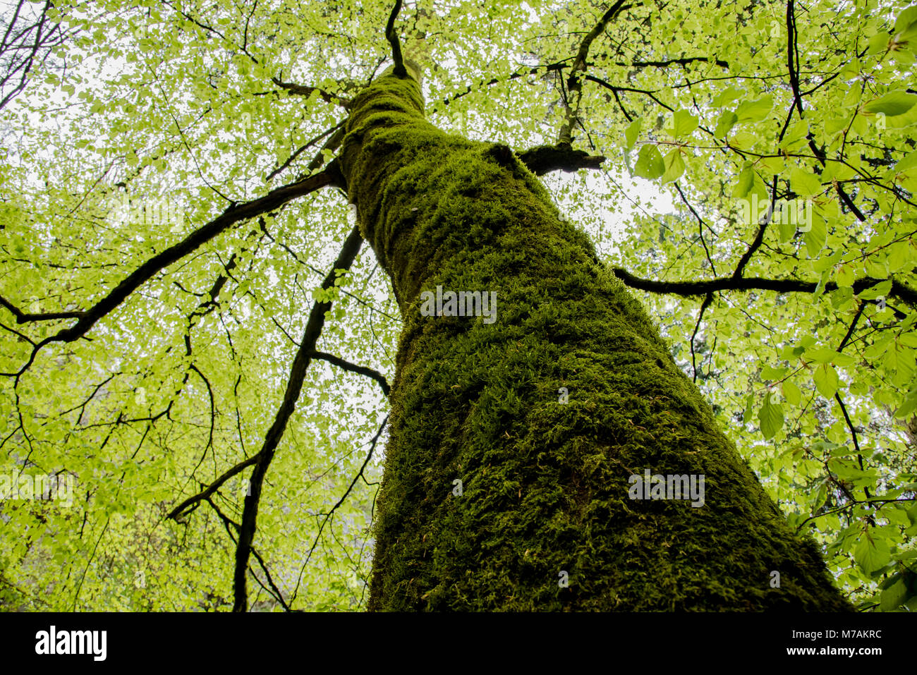 Frühling im Wald Stockfoto