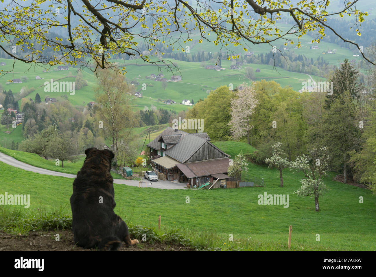 Schweiz Hund Stockfotos und -bilder Kaufen - Alamy