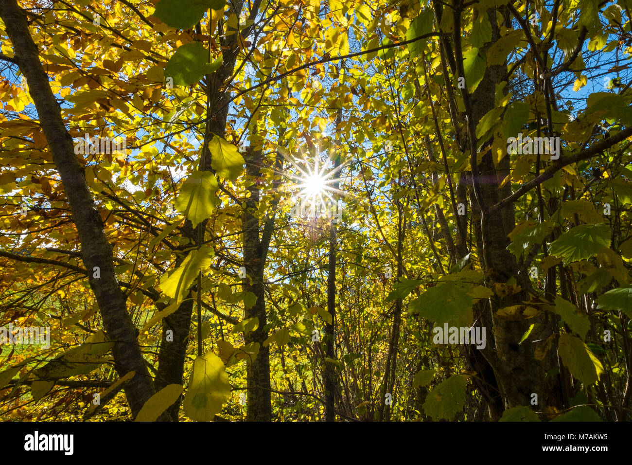 Herbst Wald im Toggenburg, Europa, Schweiz, St. Gallen, Toggenburg, Zug Stockfoto