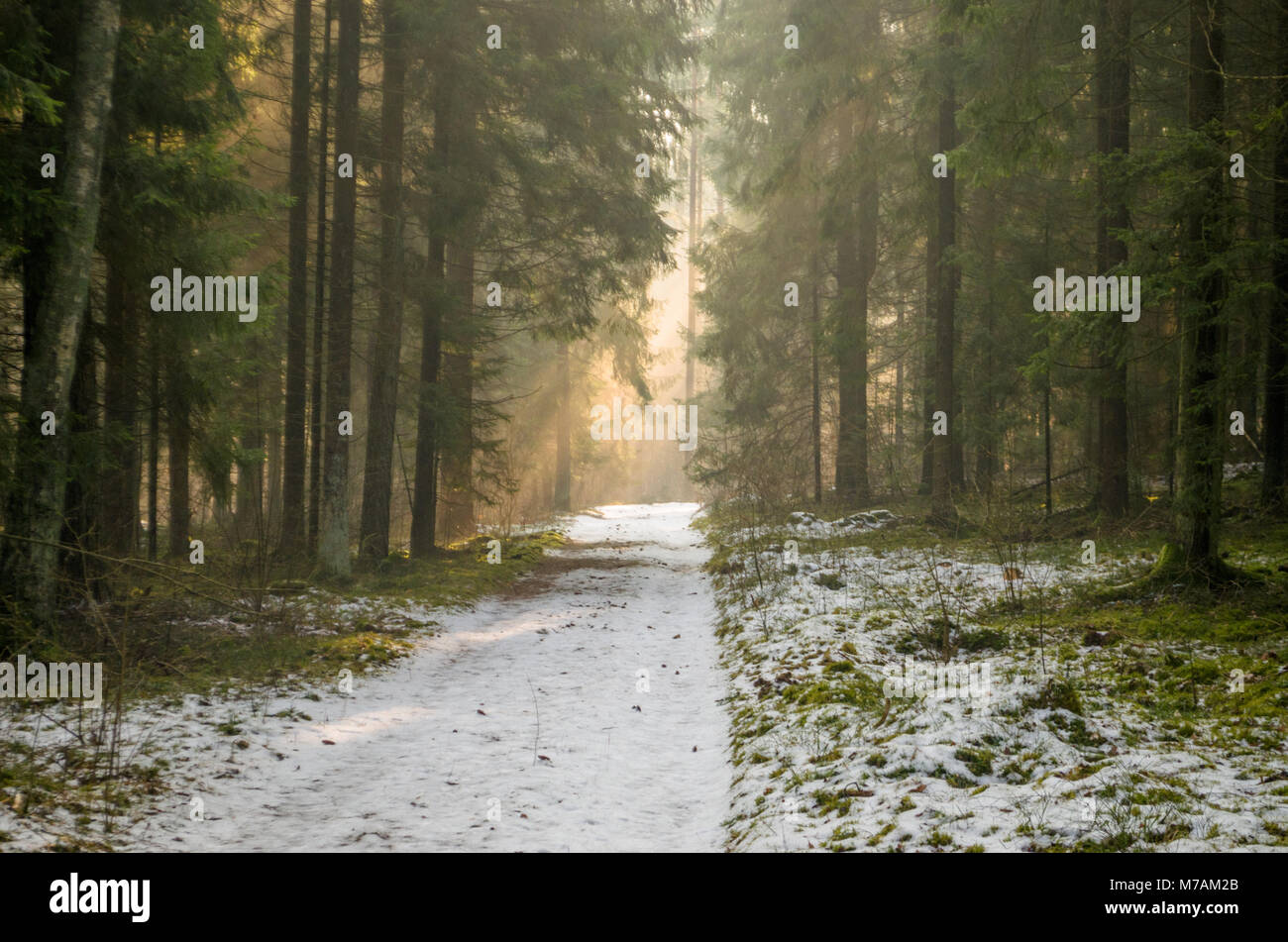 Lichtstrahlen im Winter Sonnenaufgang im leichten Nebel zwischen Bäumen Solnicki Wald - Stadt Wald von Bialystok, Polen. Stockfoto