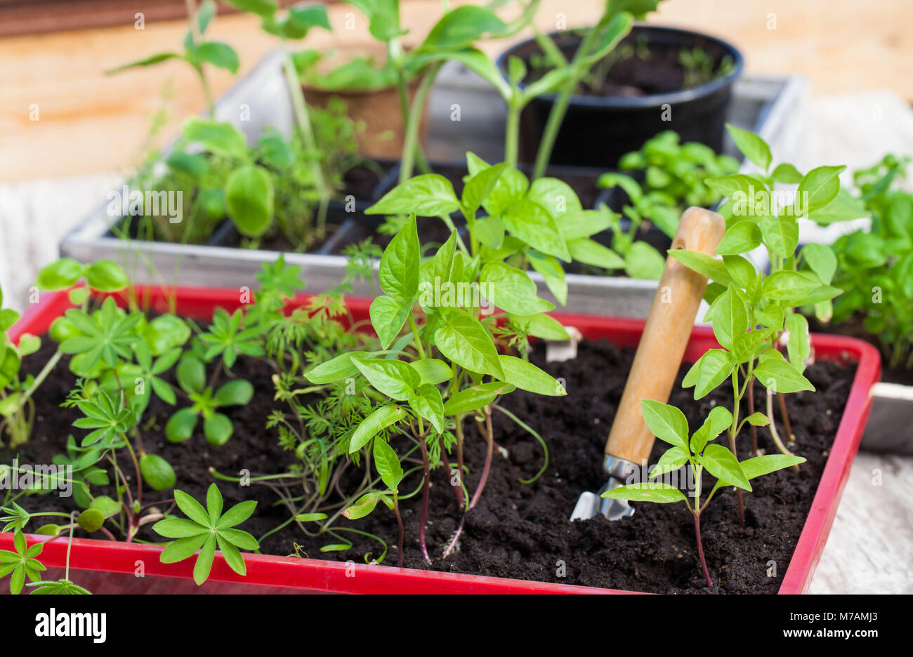 Junge Pflanzen, Sämlinge, Baumschule Stockfoto