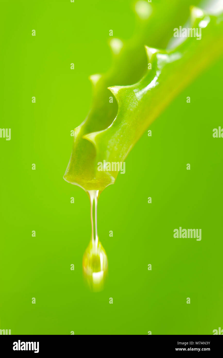 aloe vera anti falten gesichtscreme Himalaya Anti-Falten-Creme