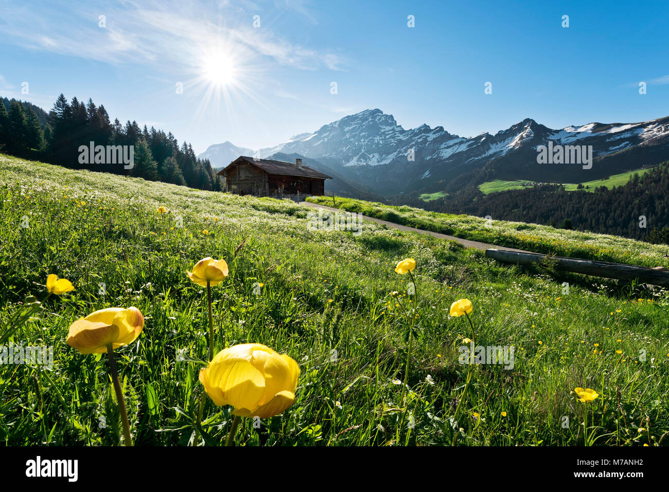 Frühe Sonnenlicht mit Blumenwiese und Alp in der Nähe von Issoire, Berner Alpen, Waadt, Schweiz Stockfoto