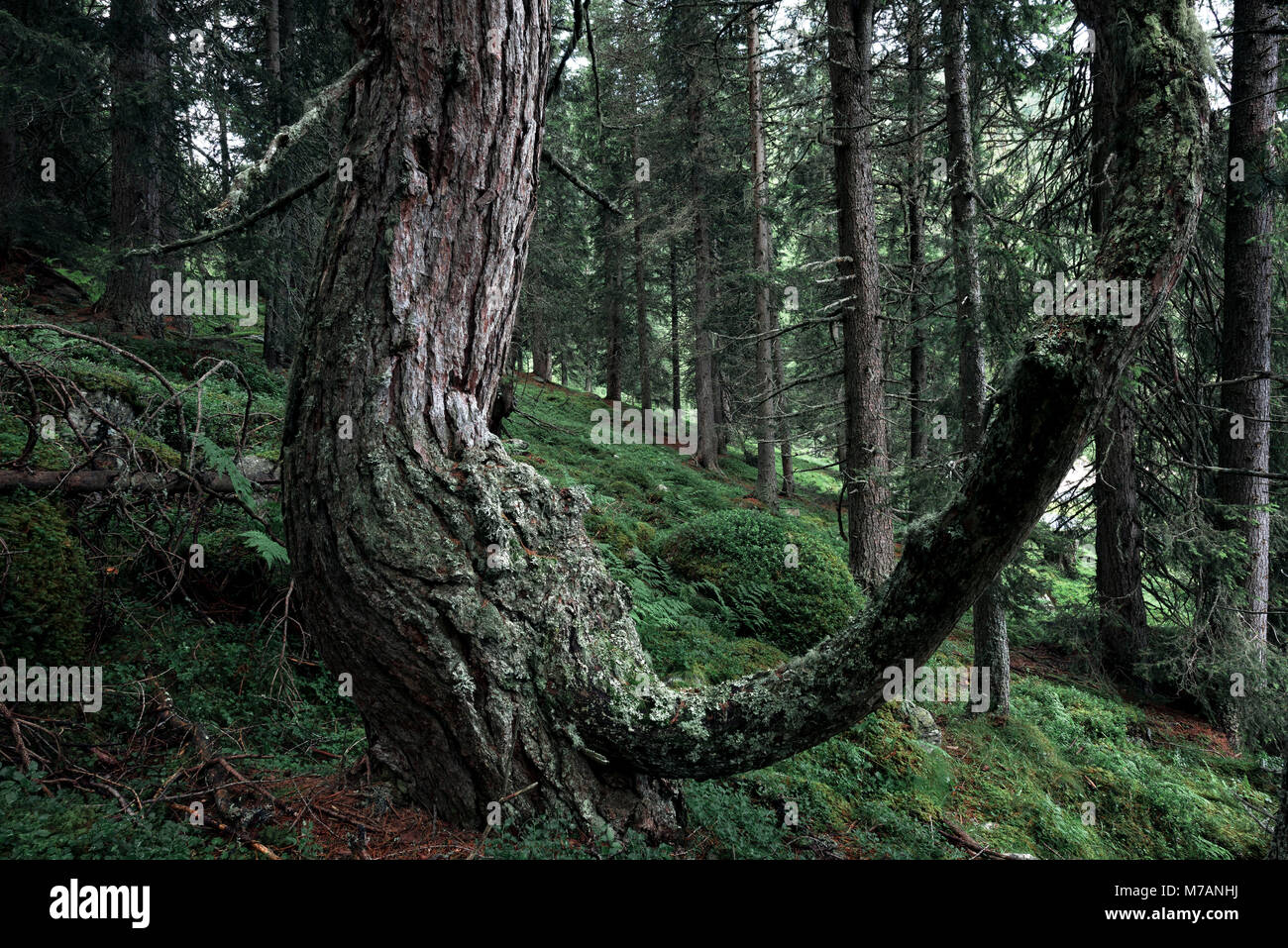 Die alten, knorrigen Baum in der Nähe der Baumgrenze in den Nockbergen, Biosphärenpark in den Gurktaler Alpen, Kärnten, Österreich Stockfoto