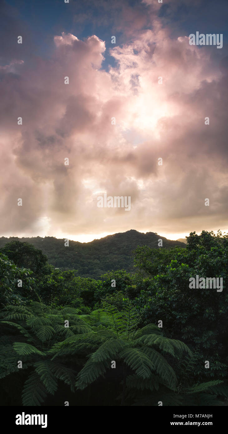 Blick über den Yunque Regenwald während epic Sonnenaufgang auf der karibischen Insel Puerto Rico Stockfoto